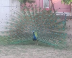 Online Caption Contest on Live Click on Nature April 4, 2026
