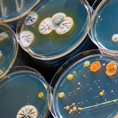 Food Science & Micro Biology